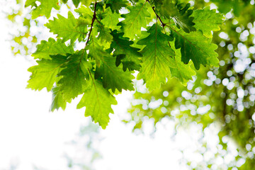 Fototapeta na wymiar Colorful spring background with leaves. Green leaves background. selective focus.