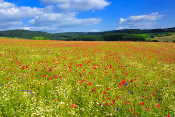 Red poppies against the blue sky.Poppy in the field.