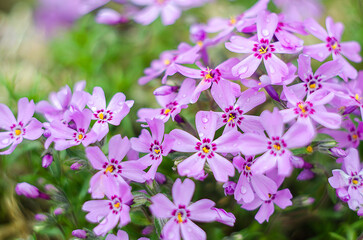 Little flowers blooming phlox pink with a soft color
