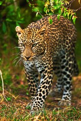 Obraz na płótnie Canvas leopard in Tanzania