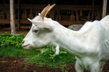 Fototapeta premium White goat grazing in a farm. Close up view