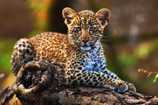 leopard in Tanzania