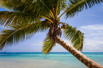 Paradise tropical beach and lagoon in Moorea Island. French Polynesia