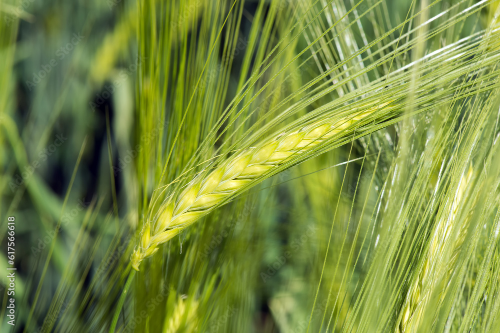 Sticker Spikelets of young wheat close-up. ears of green unripe wheat