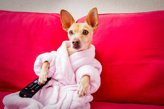 chihuahua dog watching tv or a movie sitting on a red sofa or couch  with remote control changing the channels