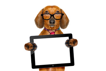 office worker businessman dachshund sausage  dog  as  boss and chef , with tablet  pc computer screen , isolated on white background