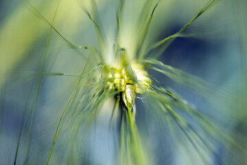 Fototapeta premium Spikelets of young wheat close-up. ears of green unripe wheat