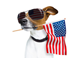 jack russell dog celebrating  independence day 4th of july with  usa flag in mouth,  isolated on...