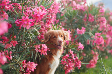 dog in pink Nerium flowers. Nova Scotia duck tolling retriever in nature. Pet outdors 