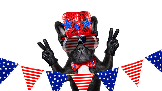 french bulldog dog celebrating  independence day 4th of july with  victory and peace fingers,  isolated on white background