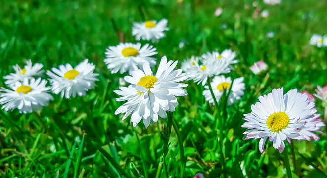 White daisies in green grass in the garden.