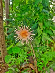 flower in the garden