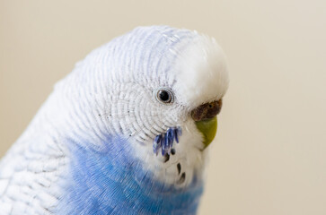 blue budgerigar is seating isolated on white background
