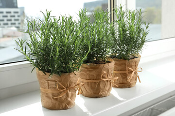 Aromatic green rosemary in pots on windowsill