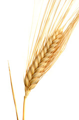 one Wheat ears isolated on white background