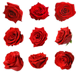 Set with red rose buds isolated on white