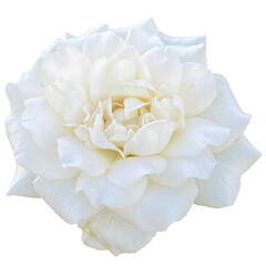 White Rose Kordana Plant