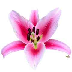 Fototapeta na wymiar Lilium orientalis Oriental Hybrids pink Plant