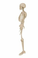 3d illustration of a human skeleton isolated on white background
