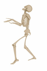 3d illustration of a human skeleton isolated on white background