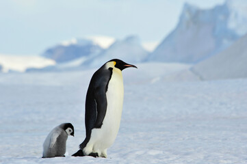 Obraz na płótnie Canvas Emperor Penguins with chick Snow Hill in Antarctica