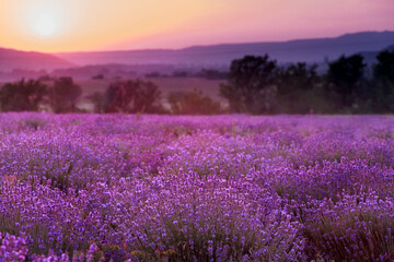 Fototapeta na wymiar Plantation of lavender. Flowers of fragrant lavender closeup on a sunset background.