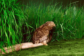 A cat with a very wide open mouth is biting grass.