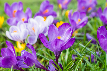 several multicoloured crocus flowers growing in grass
