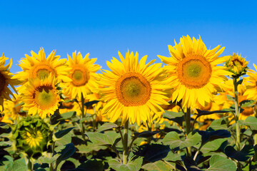Obraz premium a plant flower agriculture on eco sunflower