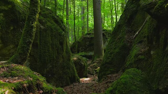 Woodland Trees Nature Environment Scene Outdoors