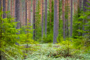 Obraz premium Morning in the pine forest.