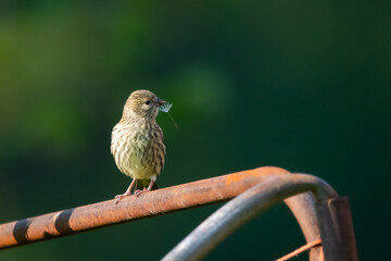 Siskin and dandelion seed.