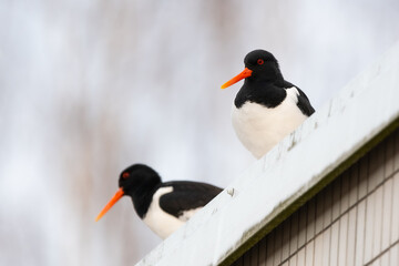 Urban oystercatchers.