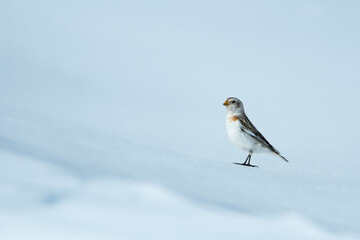Little snow bunting.