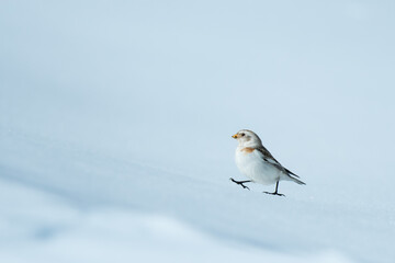 Snow buntigs walk