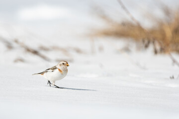Snow bunting walking on snow