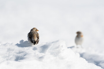 Two snow buntings