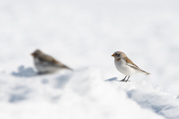 Snow buntings in the middle of snow.