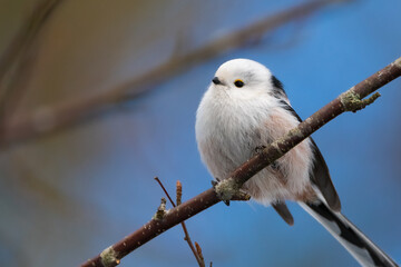 Long-tailed Tit