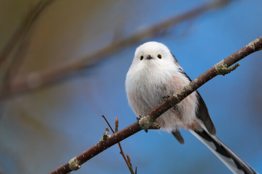 Long-tailed tit on branch.