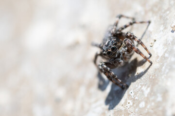 Tiny jumping spider