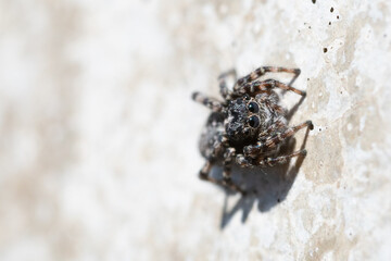 Tiny spider
