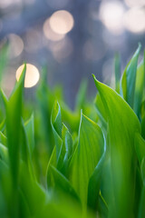 Sunset at the forest groud