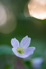 Flower of wood sorrel