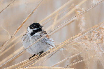 Male reed bunting