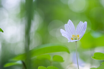 Wood sorrel flower