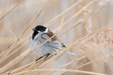 Reed bunting on reed