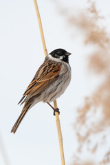 Reed Bunting