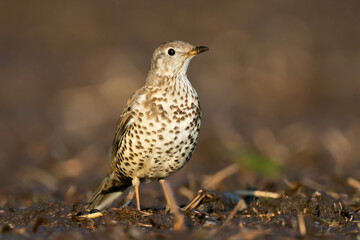 Mistle Thrush