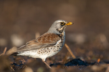 Fieldfare